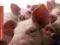 Vademecum chorób świń choroby trzody chlewnej