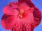 Hibiscus moscheutos - hibiskus bagienny