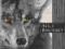 ALICE BORCHARDT - THE SILVER WOLF