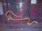 wąż zbożowy albino samiczka od 1zł