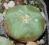 Kaktusy: Lophophora williamsi L 17