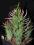 Kaktusy: (sukulenty) Euphorbia schoenlandii