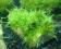 Singapore moss (Vesicularia dubyana)