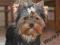 SUNIA yorkshire terrier , york , metryka FCI