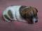 Parson Russell Terrier szczenięta do rezerwacji