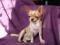 Chihuahua krótkowłosa-suczka miniatura z rod ZKwP