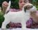 Jack Russell Terrier rodowód ZKwP FCI piesek