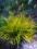 Drobna trawka żółto-zielona - piękny ogród