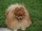 pomeranian pomeraniany szpic Boo