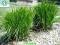 Trawy ozdobne Carex Gray -promocja -duże sadzonki