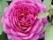 róża OLD PORT (Mackati)