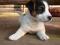 Jack Russell Terrier piesek z metryczką ZKwP, FCI