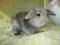 Baranek Turyński- królik miniaturka