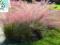 Trawa ozdobna Muhlenbergia Capillaris -różowy puch