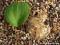 Erispermum bravipes - dla miłośników Afryki