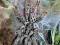 Heteroscodra maculata - najszybsza dostawa! L4