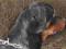 Rottweiler - pies 1,5 roczny