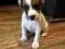 Parson Russel Terrier szczenięta rodowodowe