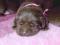 Labrador Retriever szczenieta z rodowodem FCI/ZKwP
