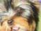 Miniaturka yorka yorkshire terrier suczka york FCI