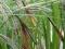 Turzyca brzegowa pstra Carex riparia Variegata