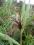 Ozdobna trzcina Phragmites australis rośliny wodne