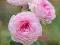 NOWOŚĆ róża angielska JAMES GALWAY (Auscrystal)