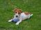 Jack Russell Terrier szczenię