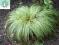 Carex Frosted Curls trawy ozdobne