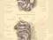 JAMA USTNA oryginalna litografia z 1895 r.