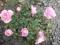 Róża rabatowa różowa 20-30cm doniczka P9