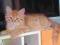syberyjskie syberyjski kot rodowodowy rudasek