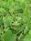 Aristolochia kokornak bylinowy