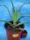 Kaktusy Aloe arborescens nr 8354 leczniczy