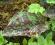 Hieracium maculatum 'Leopard' jastrzębiec