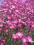 Skalnica PURPURMANTEL - purpurowe kwiaty