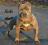 American Staffordshire Terrier AMSTAF oferta kryci
