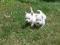 West highland white terrier- szczeniaki