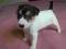 Parson Russell Terrier szczenięta do rezerwacji