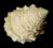 Clavatula polonica muszla Gatunek wymarły