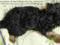 Miniaturka suczka york FCI yorka yorkshire terrier