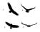 Naklejka ptak drapieżny kruk orzeł jastrzab szyb
