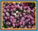 UBIOREK BALDASZKOWY - drobne kwiatki na obwódki