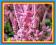 ZATRWIAN SUWOROWA - karminowo-różowe kwiaty