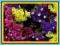 ZATRWIAN WRĘBNY - długie, kolorowe kwiatostany