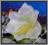 W56 AMARYLIS główka PRZEPIĘKNE kwiaty White/cream