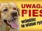LABRADOR UWAGA PIES TABLICZKA NA DRZWI