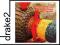 SOUTH AFRICAN TRADITIONAL FOLK MUSIC [CD]