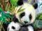 Ravensburger puzzle 300 Kochana Panda - pandy