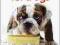 Better Food for Dogs A Complete Cookbook and Nutri